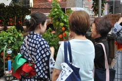 ほおずき市の様子