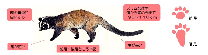 ハクビシンやアライグマからの被害を防ぐために 新宿区