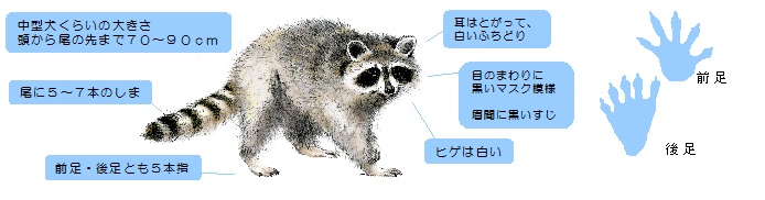 アライグマの絵及び特徴