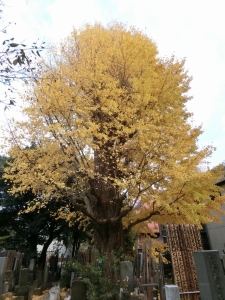 写真：幸國寺のイチョウ