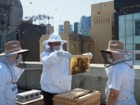 しんじゅ Quality 養蜂事業視察画像2-1