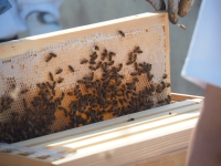 しんじゅ Quality 養蜂事業視察画像2-2