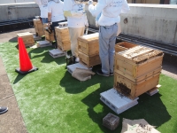 しんじゅ Quality 養蜂事業視察画像5-2