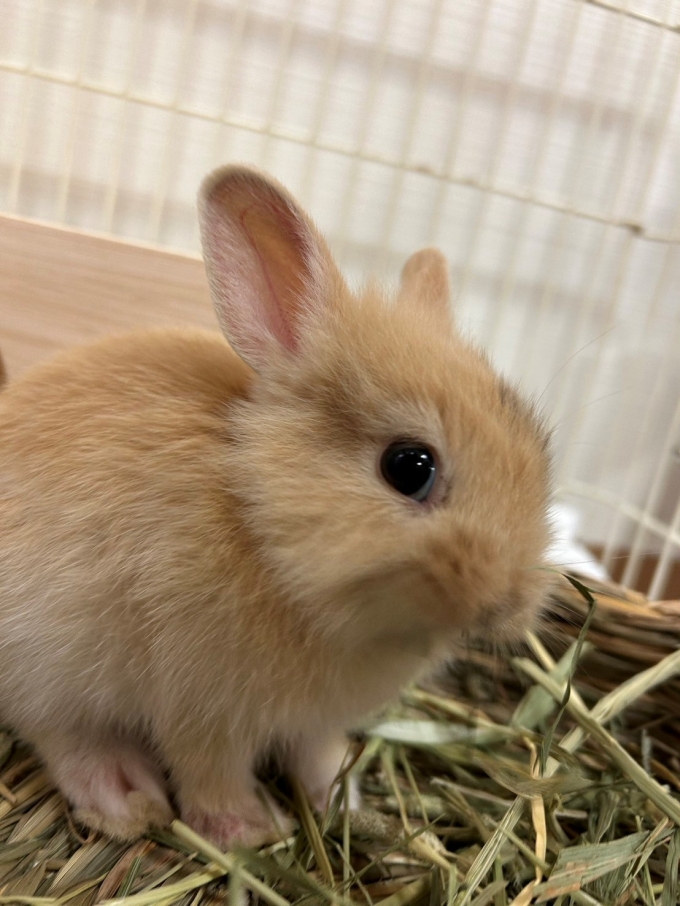 うさぎのチャチャ