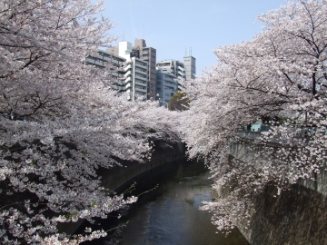 神田川のの両岸に桜が咲いている様子の写真