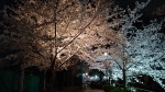 写真：水辺のライトアップ妙正寺川（西落合公園付近）