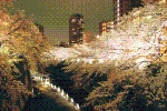 写真:水辺のライトアップ神田川(曙橋から仲之橋)