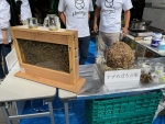写真:蜂の巣の展示