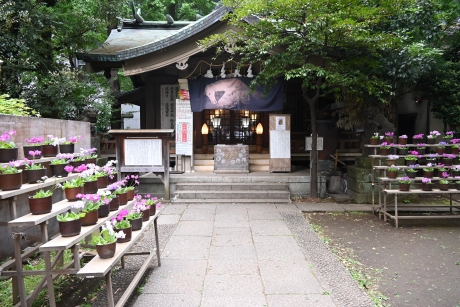 歌舞伎町の稲荷鬼王神社でさくら草の展示を開催大写真