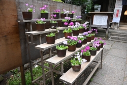 歌舞伎町の稲荷鬼王神社でさくら草の展示を開催小写真1