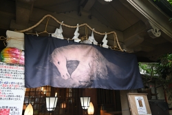 歌舞伎町の稲荷鬼王神社でさくら草の展示を開催小写真2