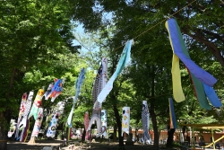 西戸山公園を彩る約60匹のこいのぼり小写真1