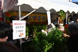 第49回神楽坂まつり 今日から29日まで小写真2