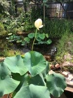 写真:落合第二小学校の蓮の花