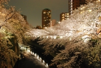 写真：神田川のさくらのライトアップ