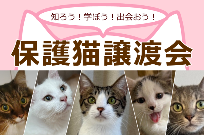 知ろう!学ぼう!出会おう! 保護猫譲渡会画像1