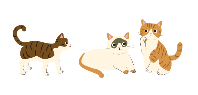 譲渡予定の保護猫情報画像