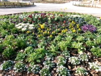 写真[3]：花のもりの花壇