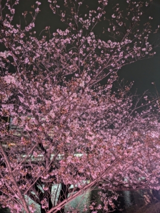 【令和8年4月11日(土)終了】新宿の桜のライトアップ画像1