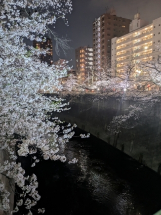 【令和8年4月11日(土)終了】新宿の桜のライトアップ画像2