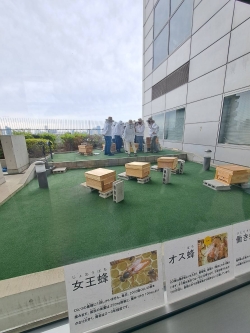 四谷区民センター養蜂場がリニューアル小写真1