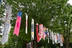 西戸山公園に飾られたこいのぼり