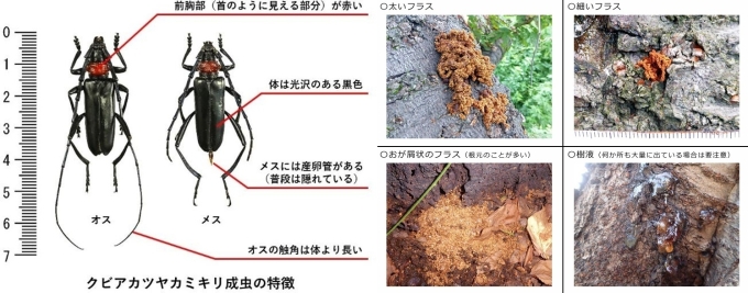 クビアカツヤカミキリとは画像